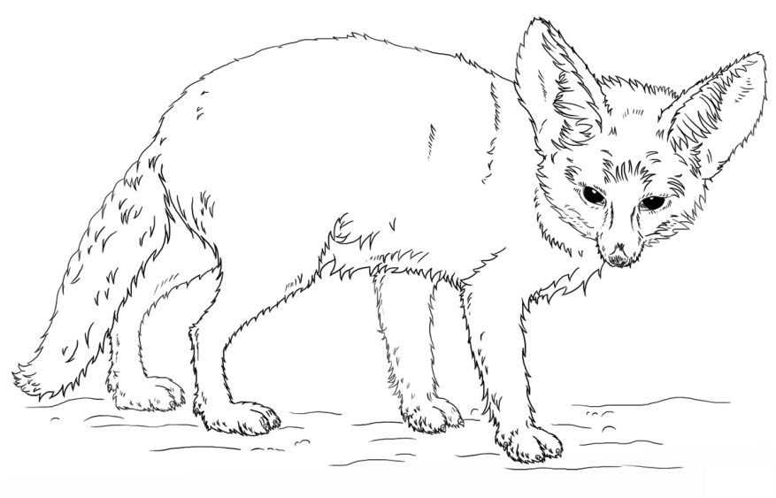 cáo fennec