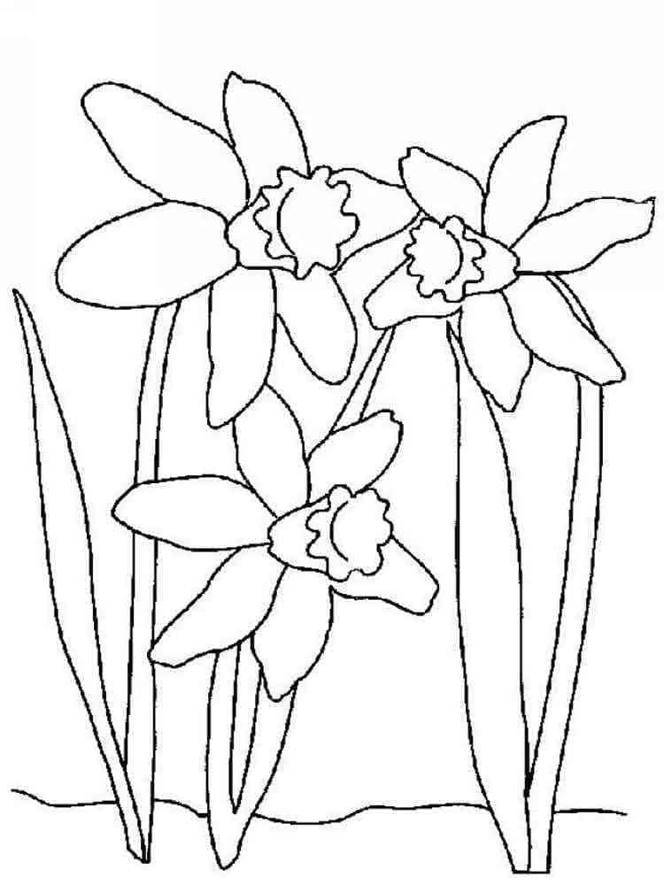 Ba Bông Hoa Thủy Tiên