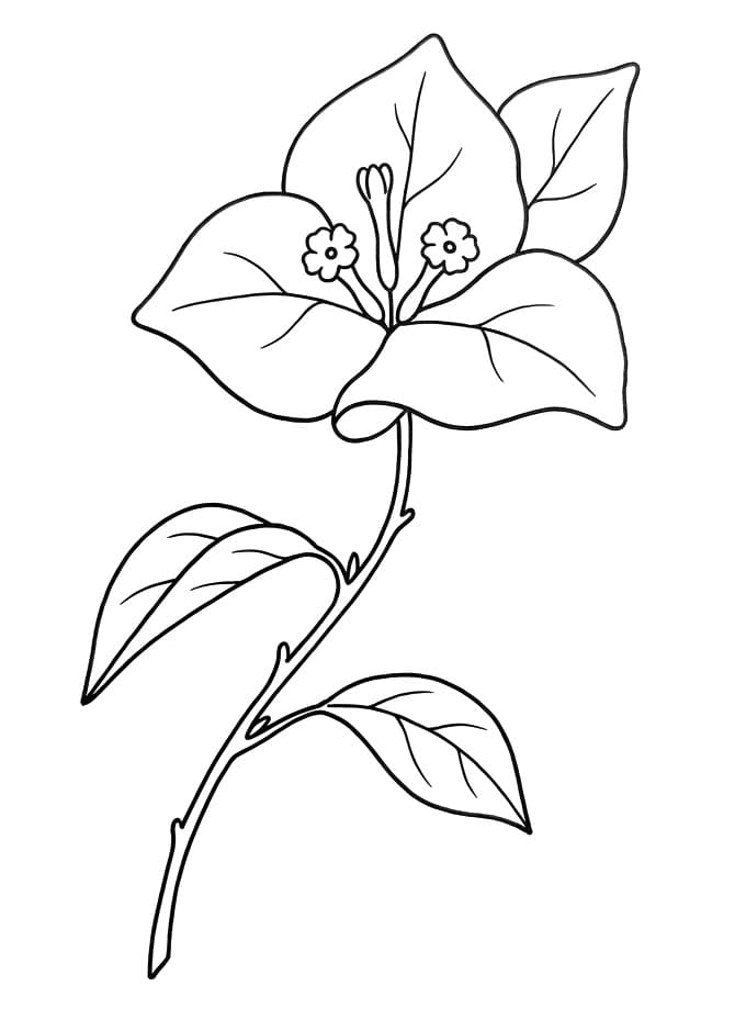 Bông Hoa Giấy Nhỏ