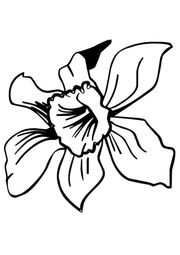 Bông Hoa Thủy Tiên Nhỏ