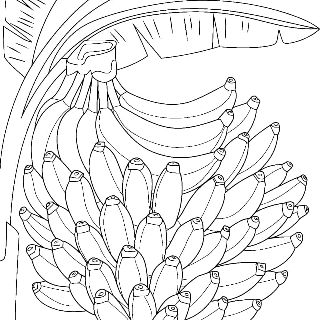 Buồng Chuối Lớn