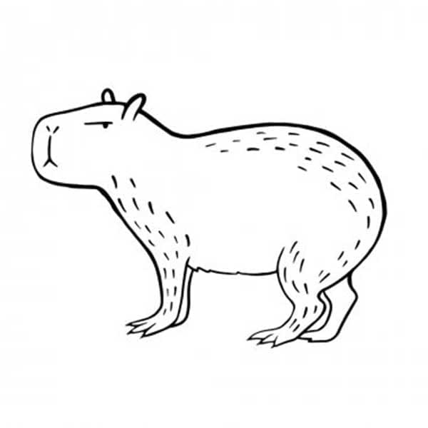 Capybara Đáng Yêu Ngộ Nghĩnh