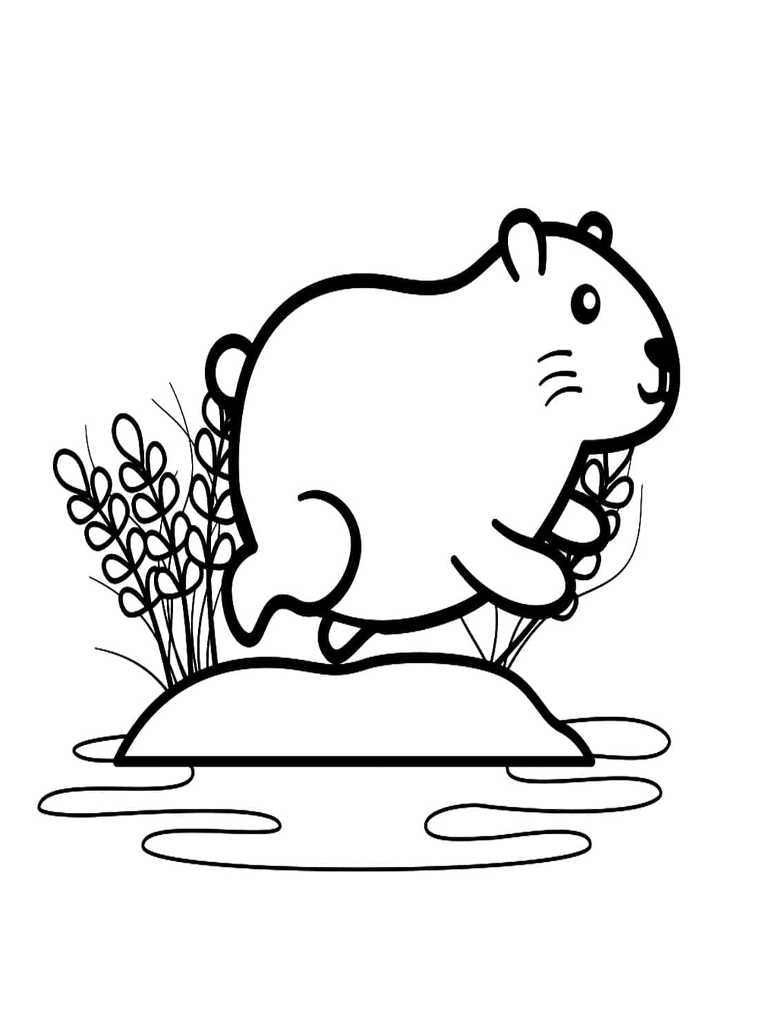 Capybara Nhỏ Cute