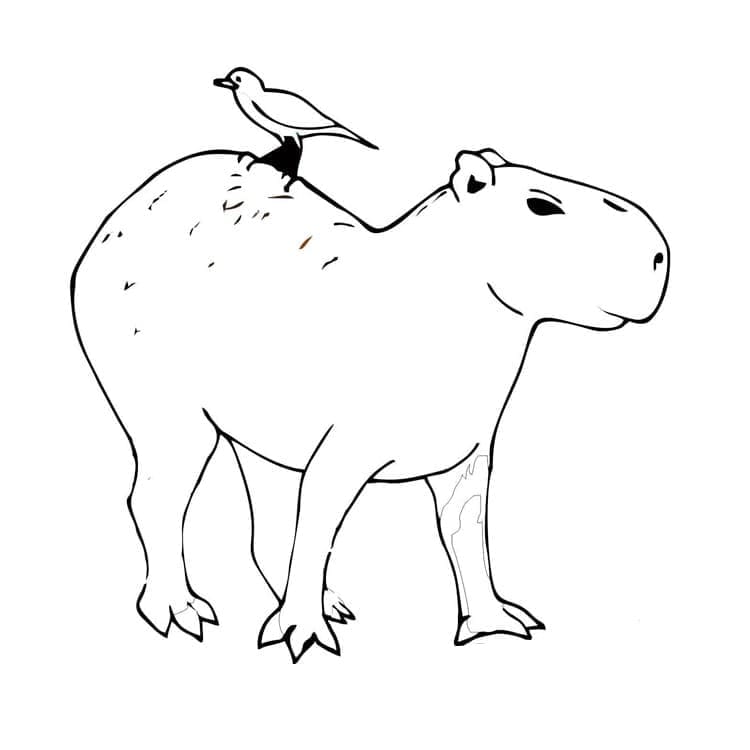Capybara và Chú Chim