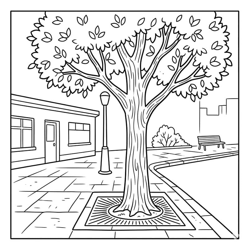 Cây Bóng Mát