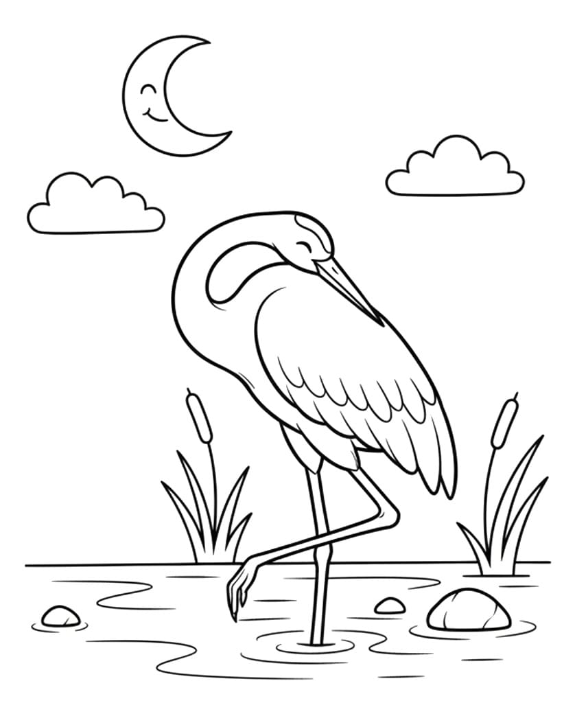 Tô màu Chim Hạc Đang Ngủ Chim Hạc Đang Ngủ