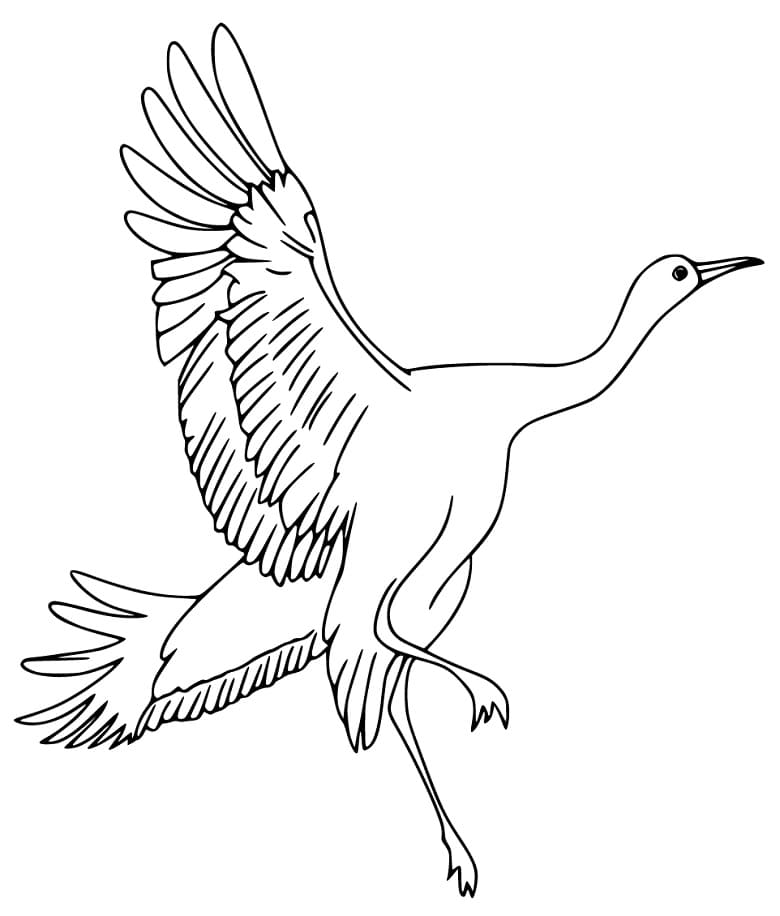 Tô màu Chim Hạc Vẫy Cánh Chim Hạc Vẫy Cánh