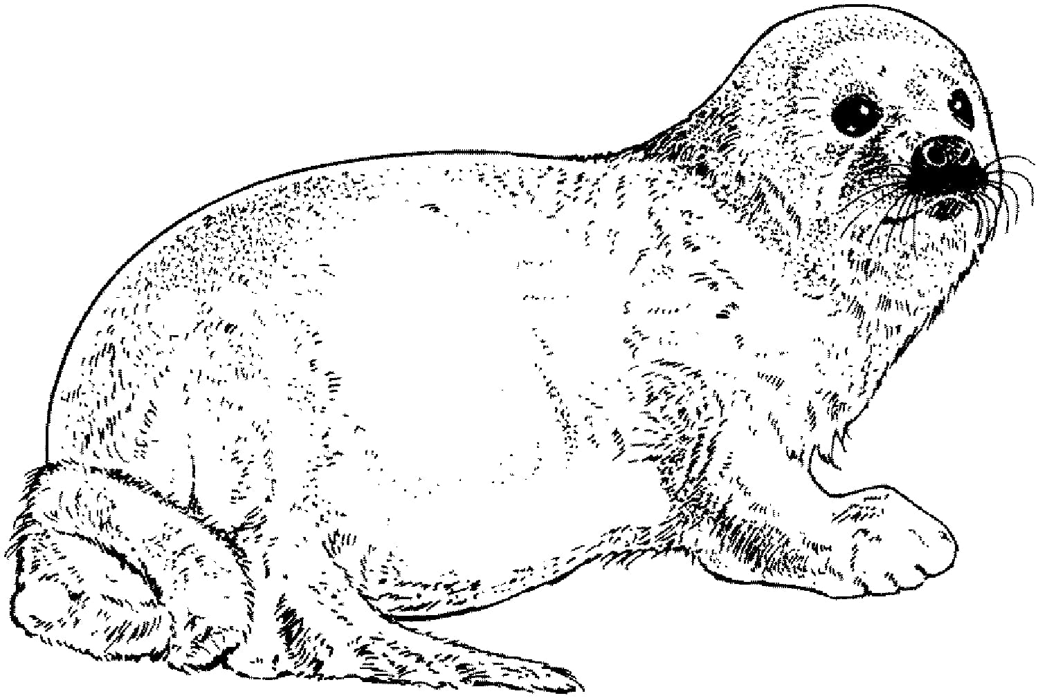 Chú Hải Cẩu Thư Giãn