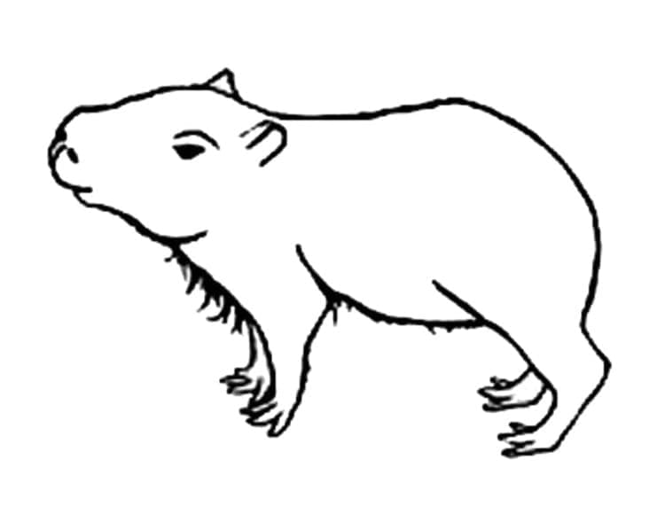Con Capybara