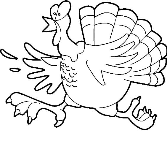 Con Gà Tây Ngộ Nghĩnh