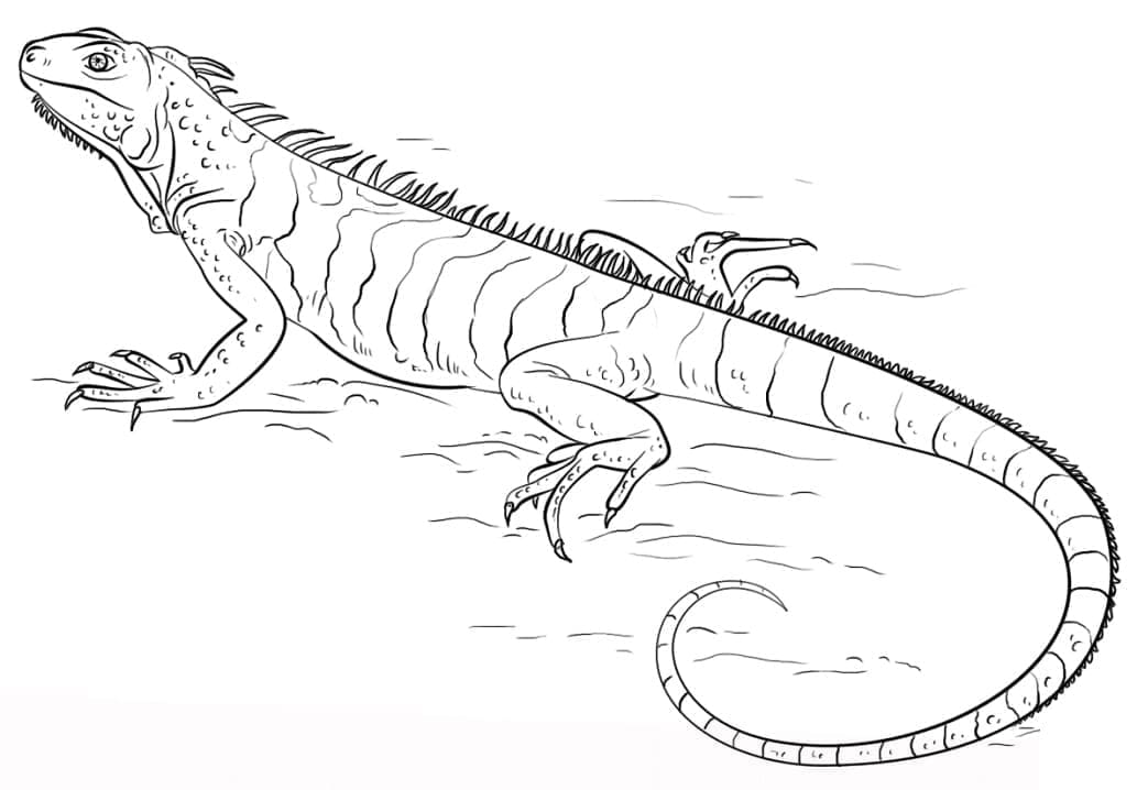 Con Kỳ Nhông Trên Mặt Đất