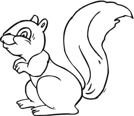 Con Sóc Vui Vẻ