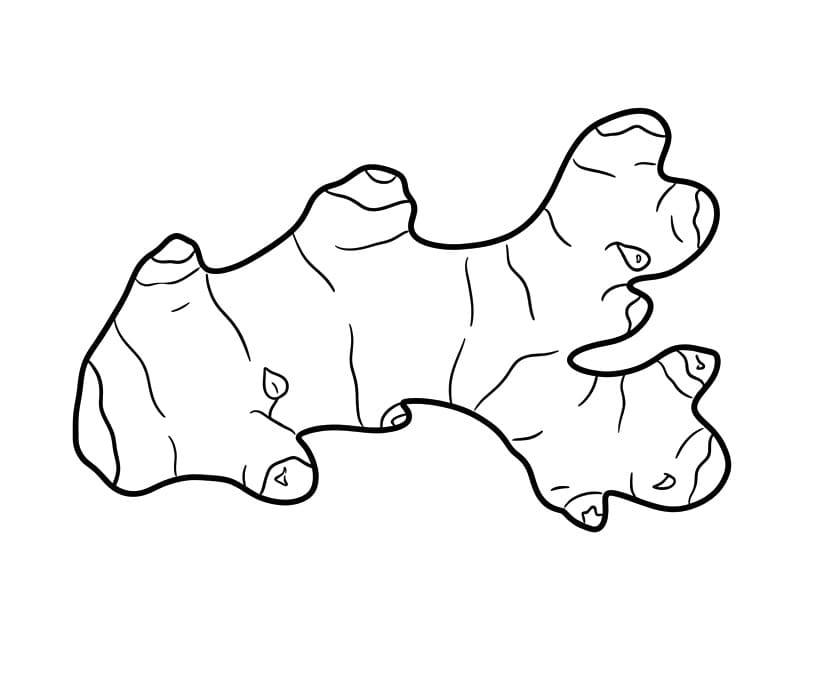 Củ Gừng Non