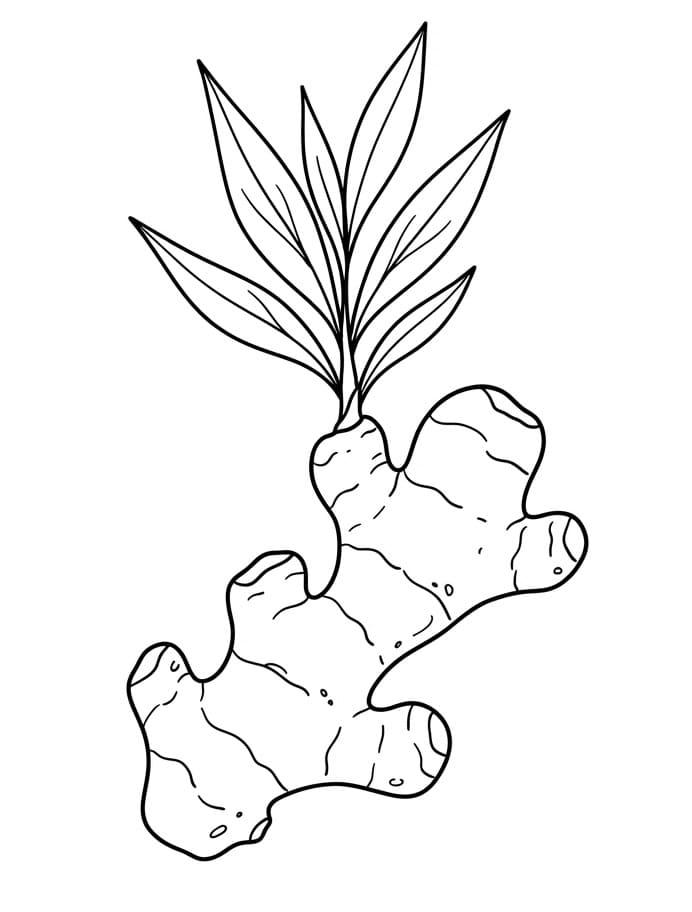 Củ Gừng Với Lá