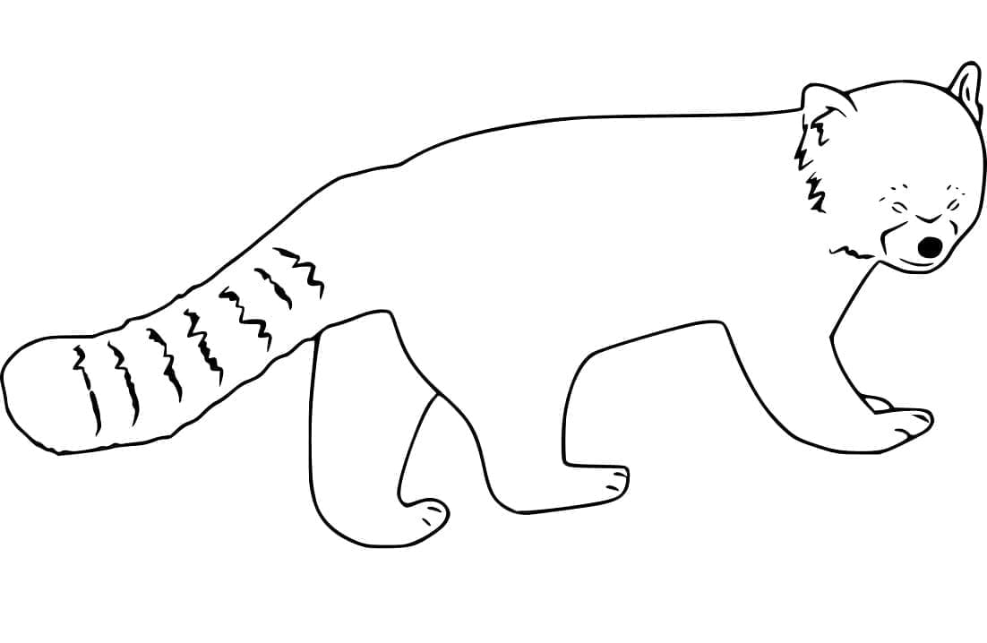 Gấu Trúc Đỏ Rất Đơn Giản