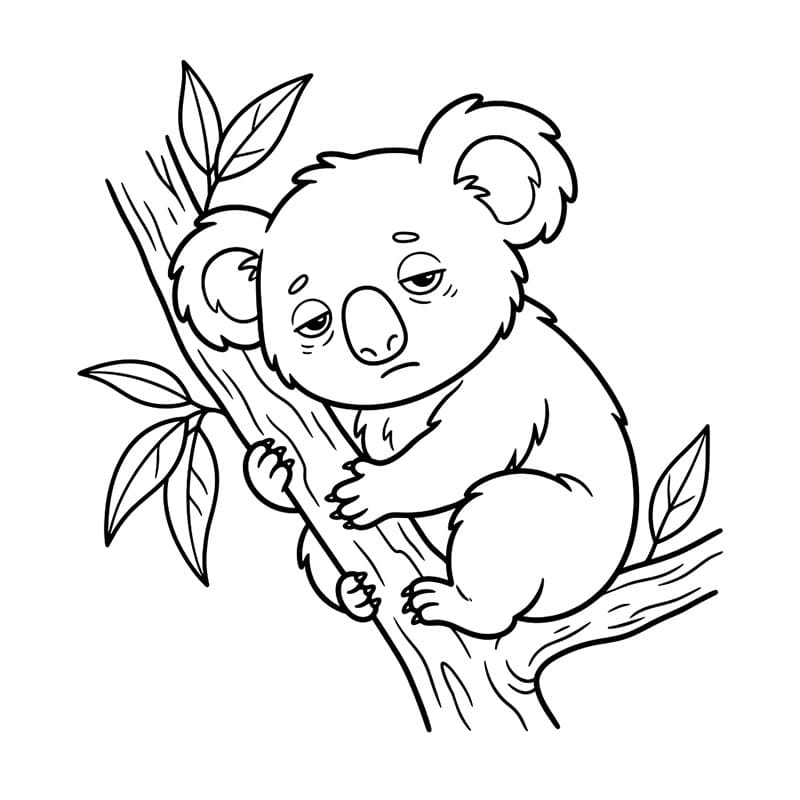 Gấu Túi Buồn Ngủ