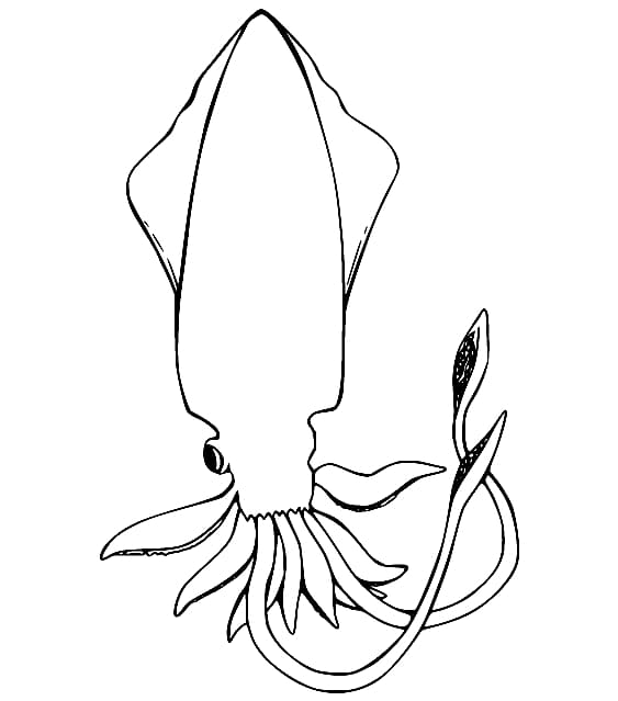 Hình Ảnh Con Mực