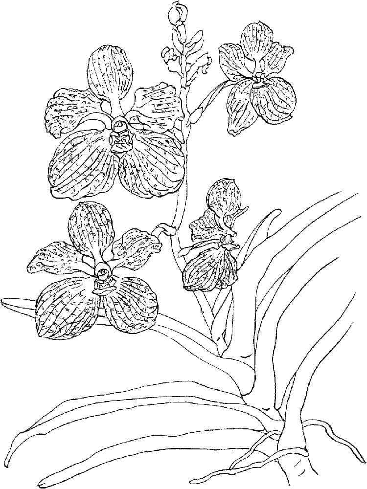Hoa Lan Đặc Biệt