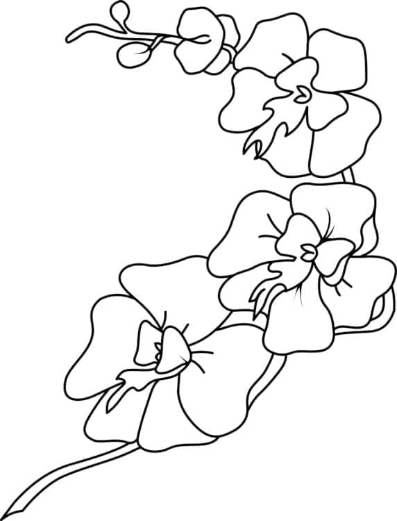 Hoa Lan Lạ Mắt