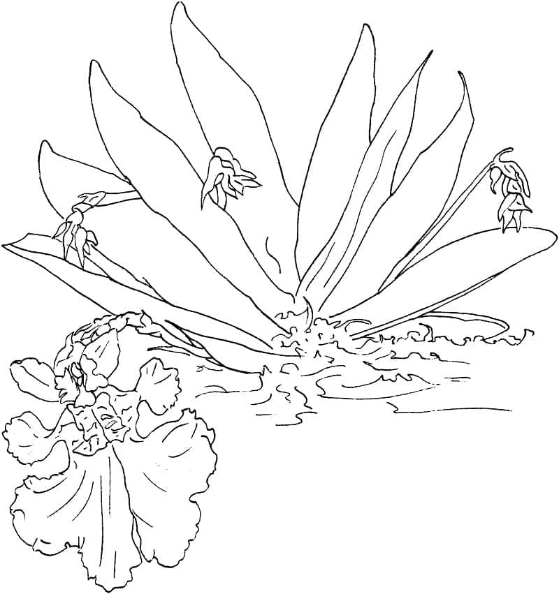 Hoa Lan Nhảy Múa