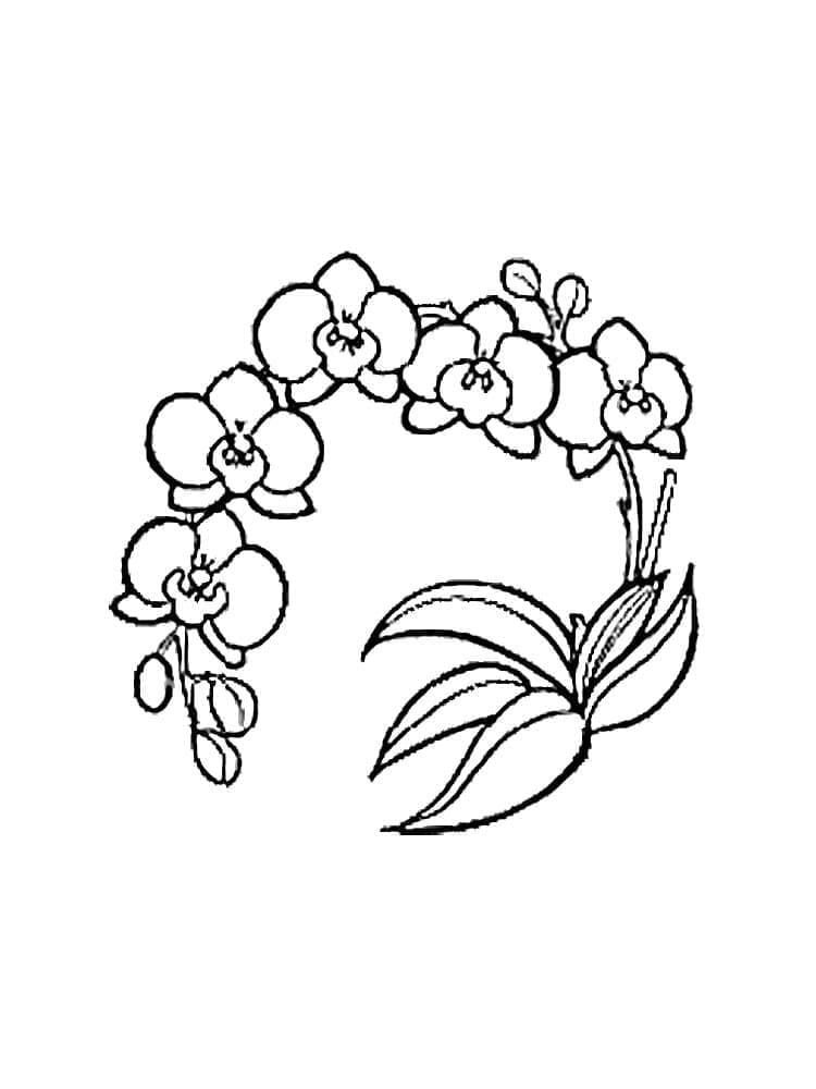 Hoa Lan Trưởng Thành