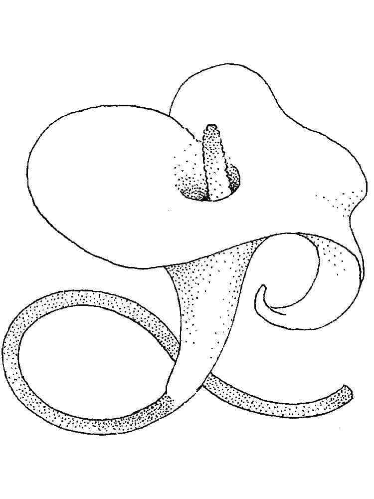 Hoa Loa Kèn Calla