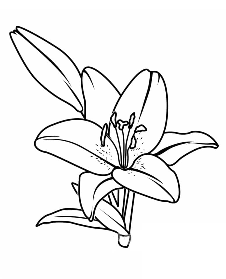 Hoa Loa Kèn Dễ Thương