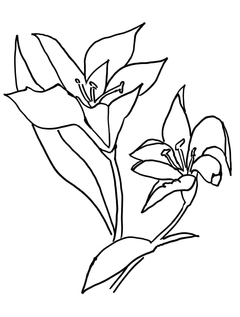 Hoa Loa Kèn Đẹp Nhất
