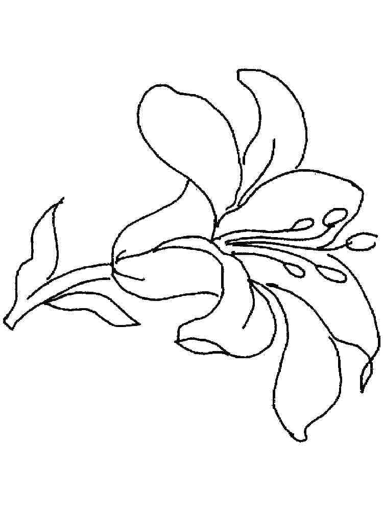 Hoa Loa Kèn Tuyệt Vời