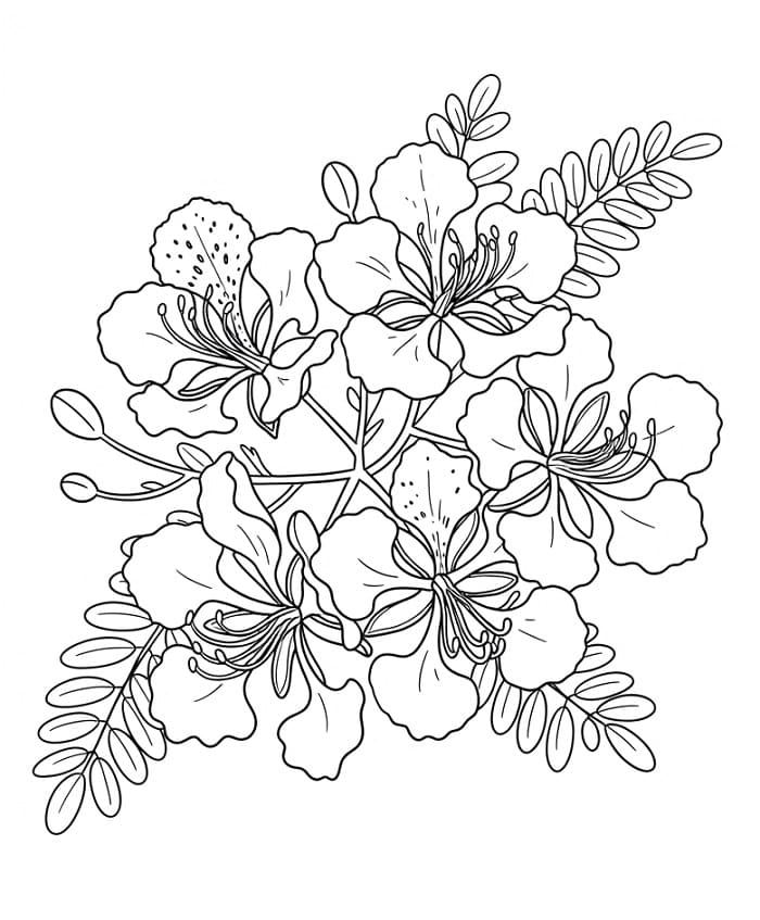 Hoa Phượng Đẹp