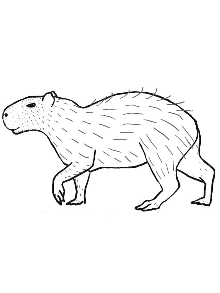 Một Con Capybara