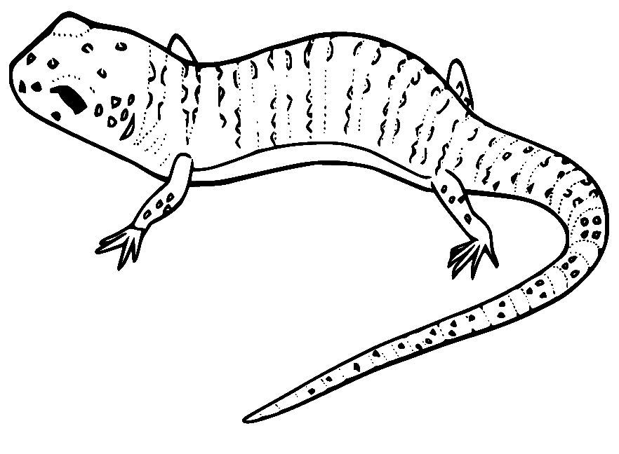 Thằn Lằn Sa Mạc