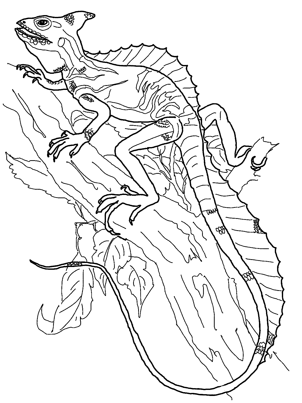 Thằn lằn Basilisk