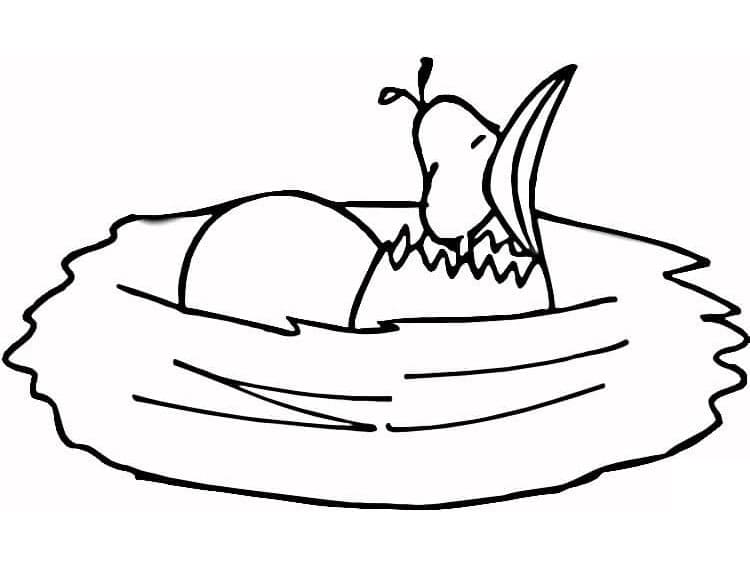 Tổ Chim Rất Đơn giản