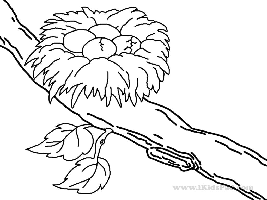 Tổ Chim Trên Cành Cây