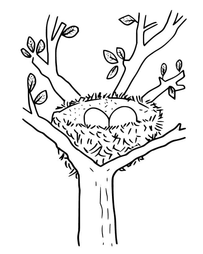 Tổ Chim Trên Cây