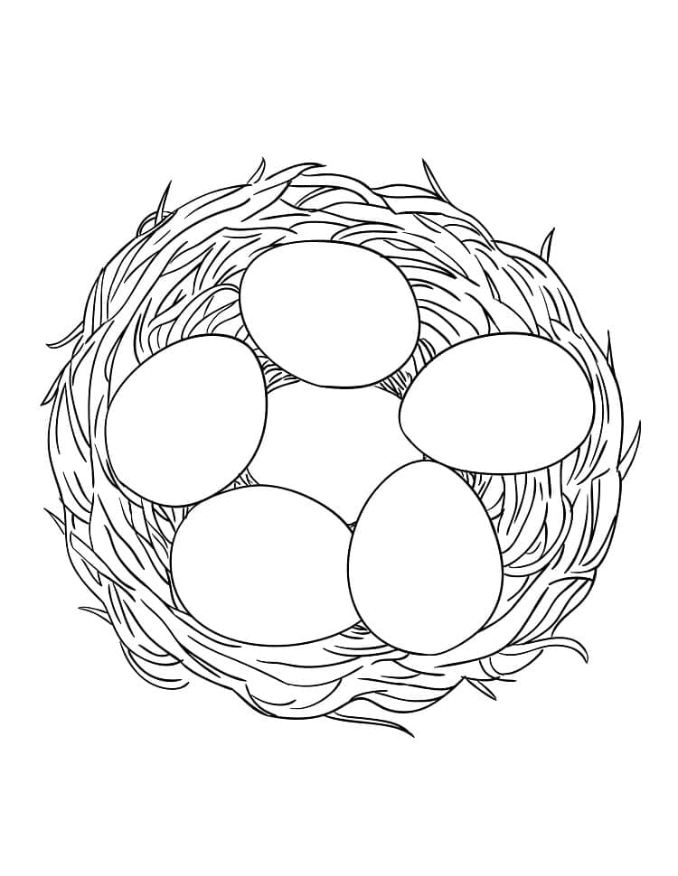 Trứng Trong Tổ Chim