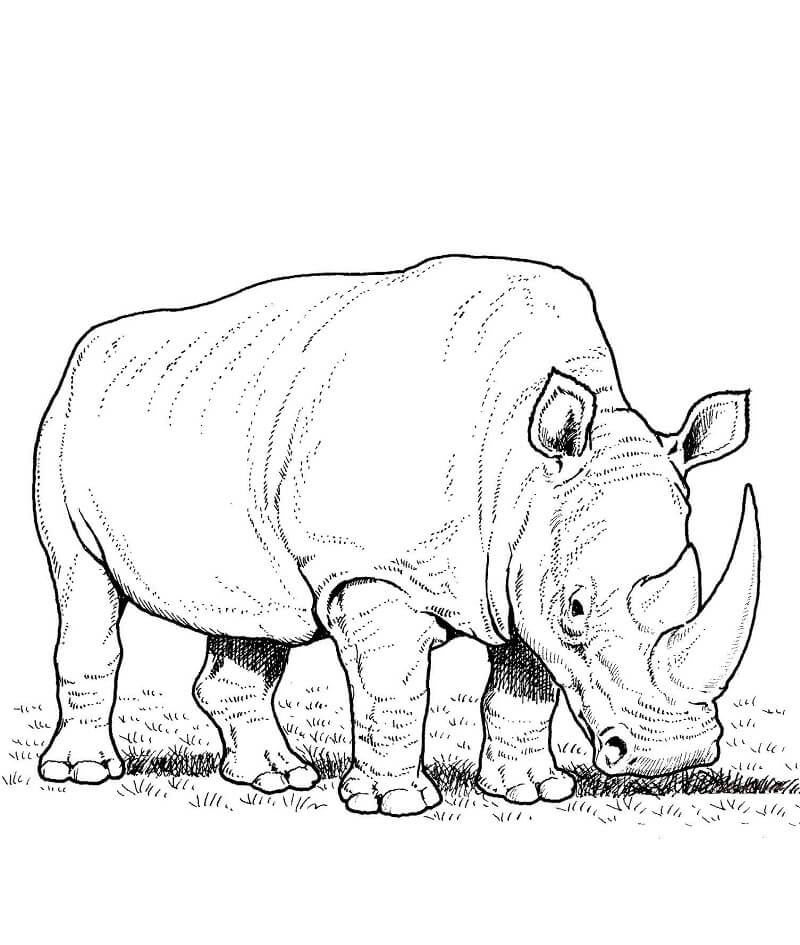 Tê Giác Gặm Cỏ