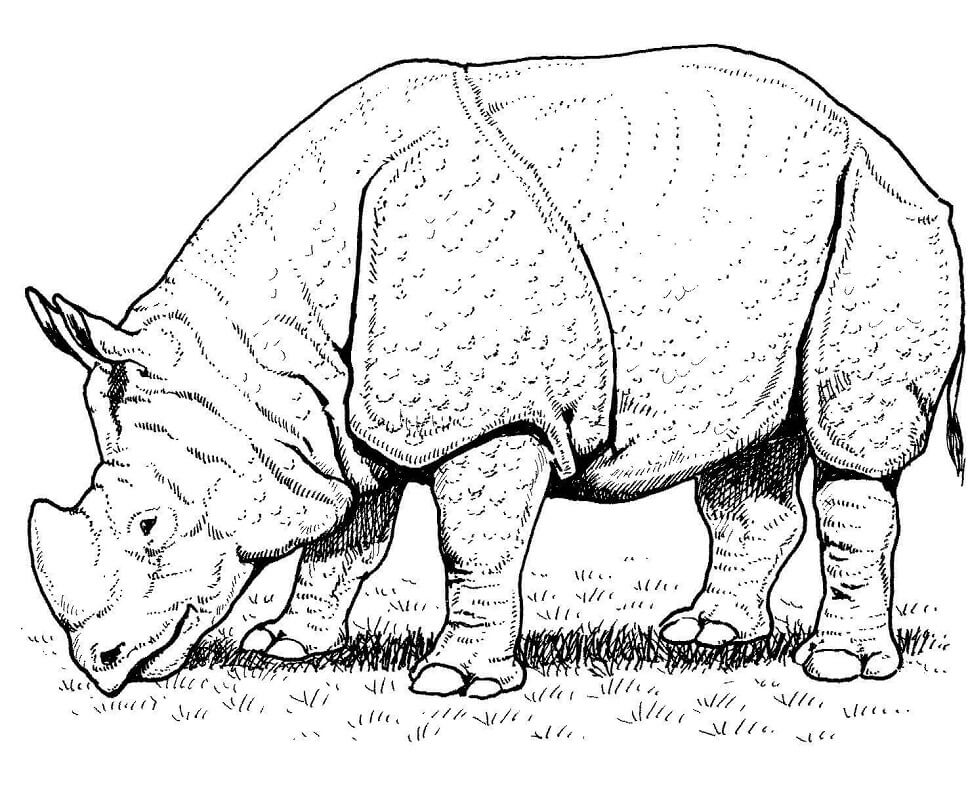 Tê Giác Ăn Cỏ