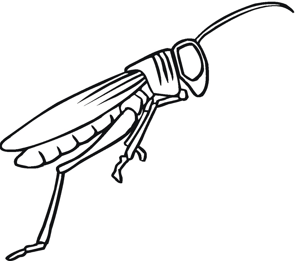 con châu chấu nhảy