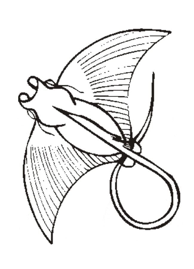 Con Cá Đuối Nước Mặn