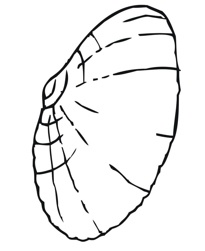 Con Sò Biển Đơn Giản