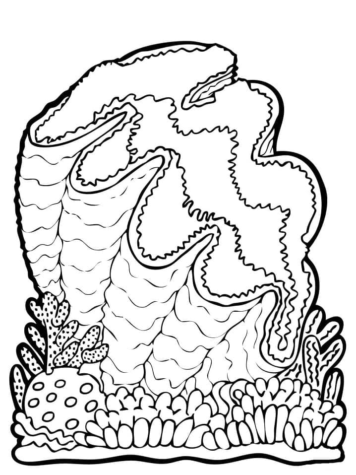 Con Sò Biển Khổng Lồ