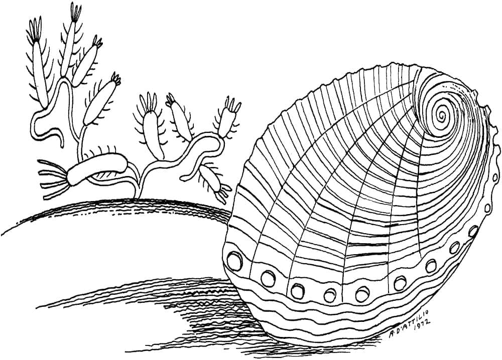 Con Sò Dưới Biển