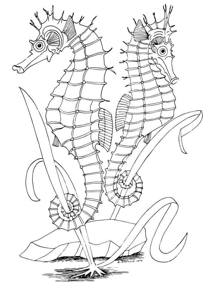 Hai Chú Cá Ngựa