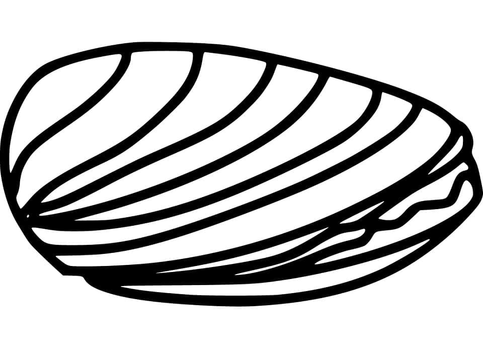Sò Biển Đơn Giản