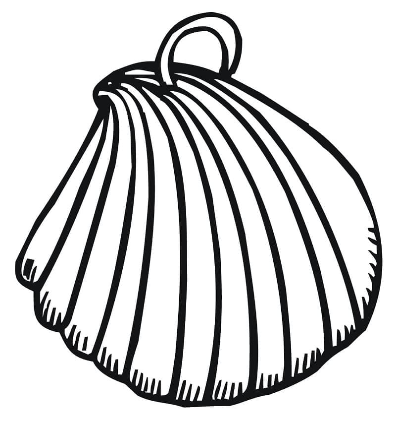 Vỏ Con Sò Biển